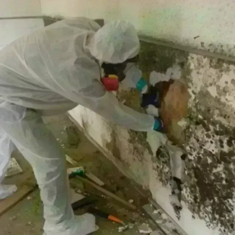 Mold Remediation and Removal in Cherokee County, SC